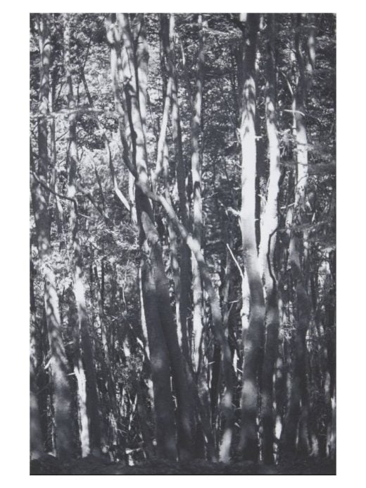 Private Sales - Wolfgang Tillmans - Wald (Tierra del Fuego) II - 2010